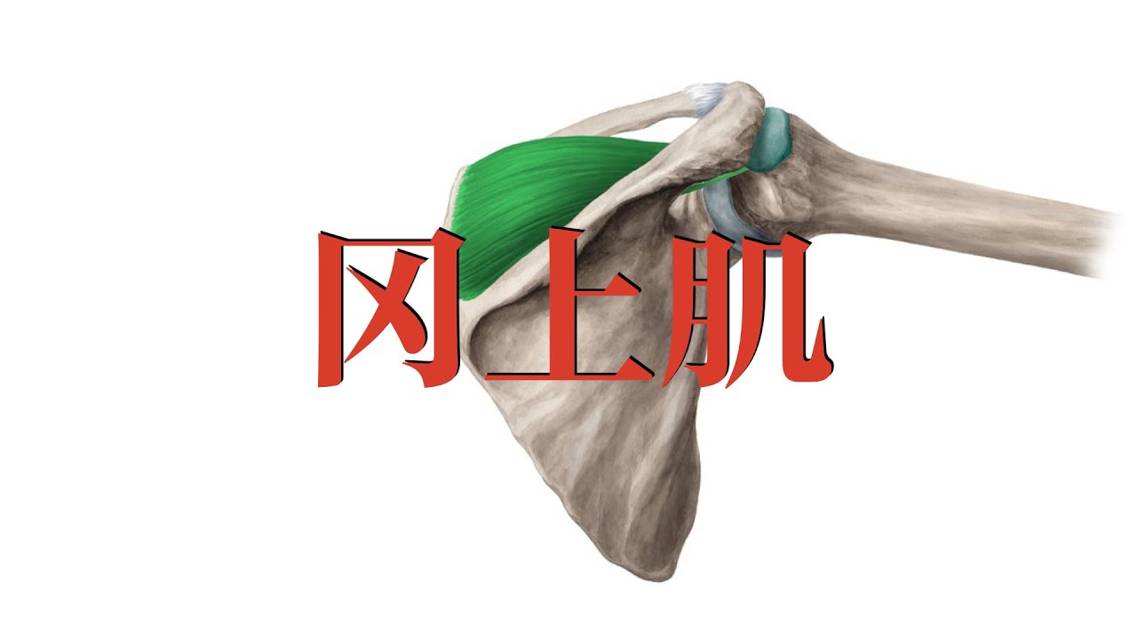 冈上肌  Supraspinatus muscle