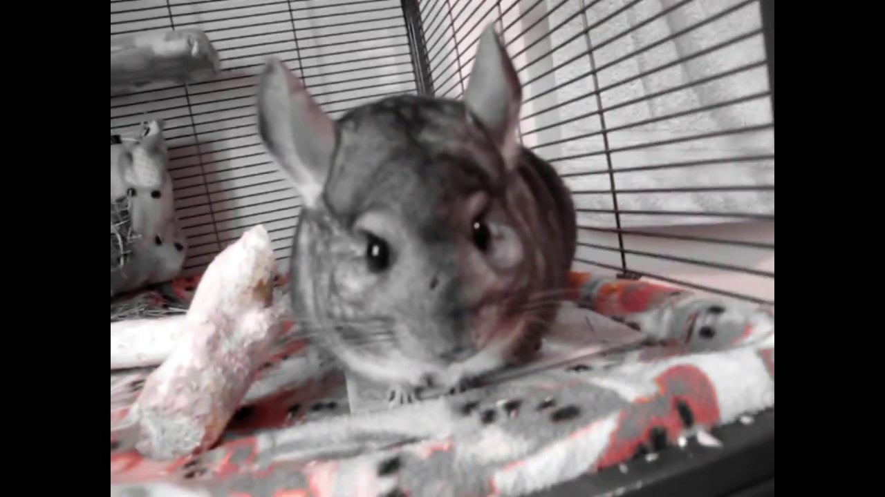 Can Chinchillas Live Alone?