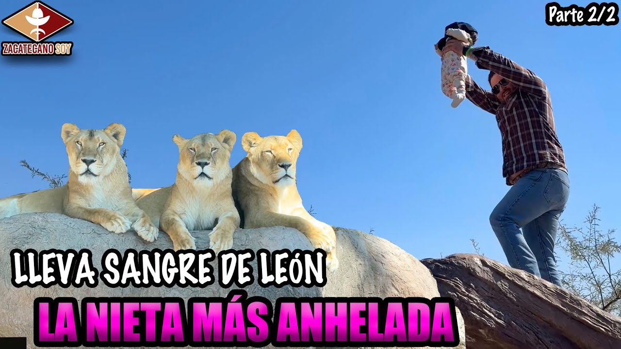 LOS LEONES FRENTE A FRENTE nos peleamos por verlos