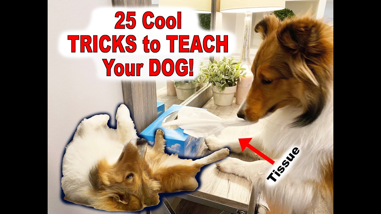 Top 25 Super Cool Tricks to Teach Your Dog! 🐶🥰🐶  - Trick Compilation e079