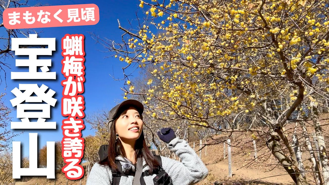 【天空の花園】埼玉の花咲く山！ロウバイを見に宝登山に行ってきました！