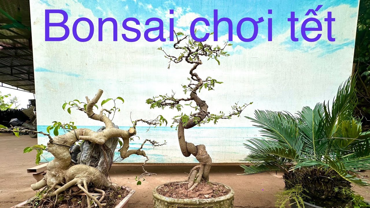 Báo giá Bonsai chơi tết, sanh VIP,vừng  già. vạn tuế 28/12/24 đt 0337496058