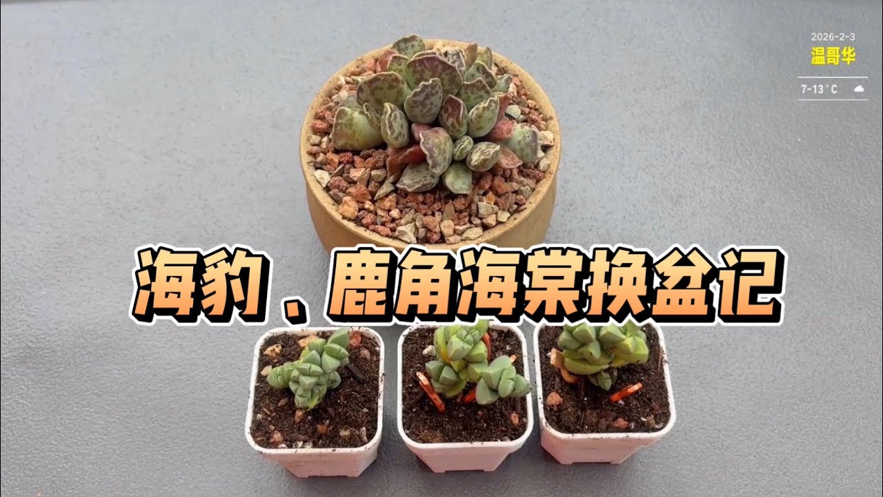 【多肉植物】海豹、鹿角海棠换盆记😄￼