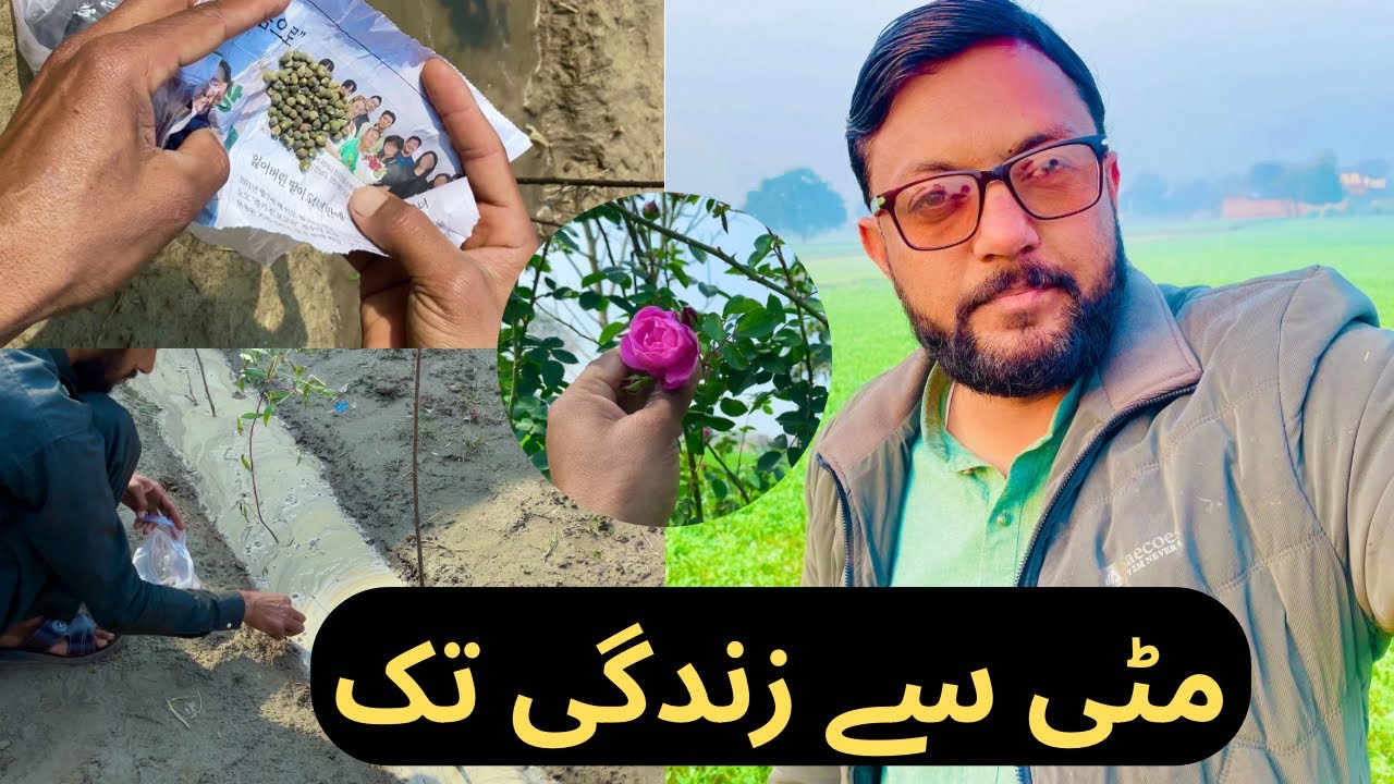 From Soil to Life | Vegetable Planting & Lemon Cuttings | Farm Life Vlog