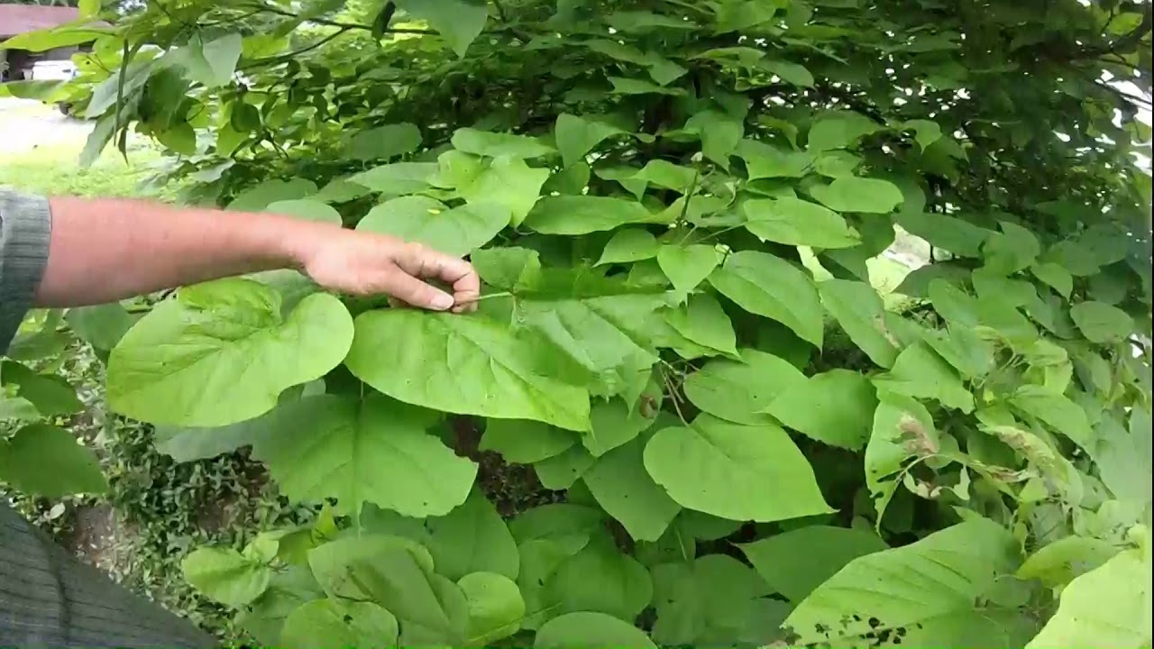 How to have catalpa trees an worms on the Homestead