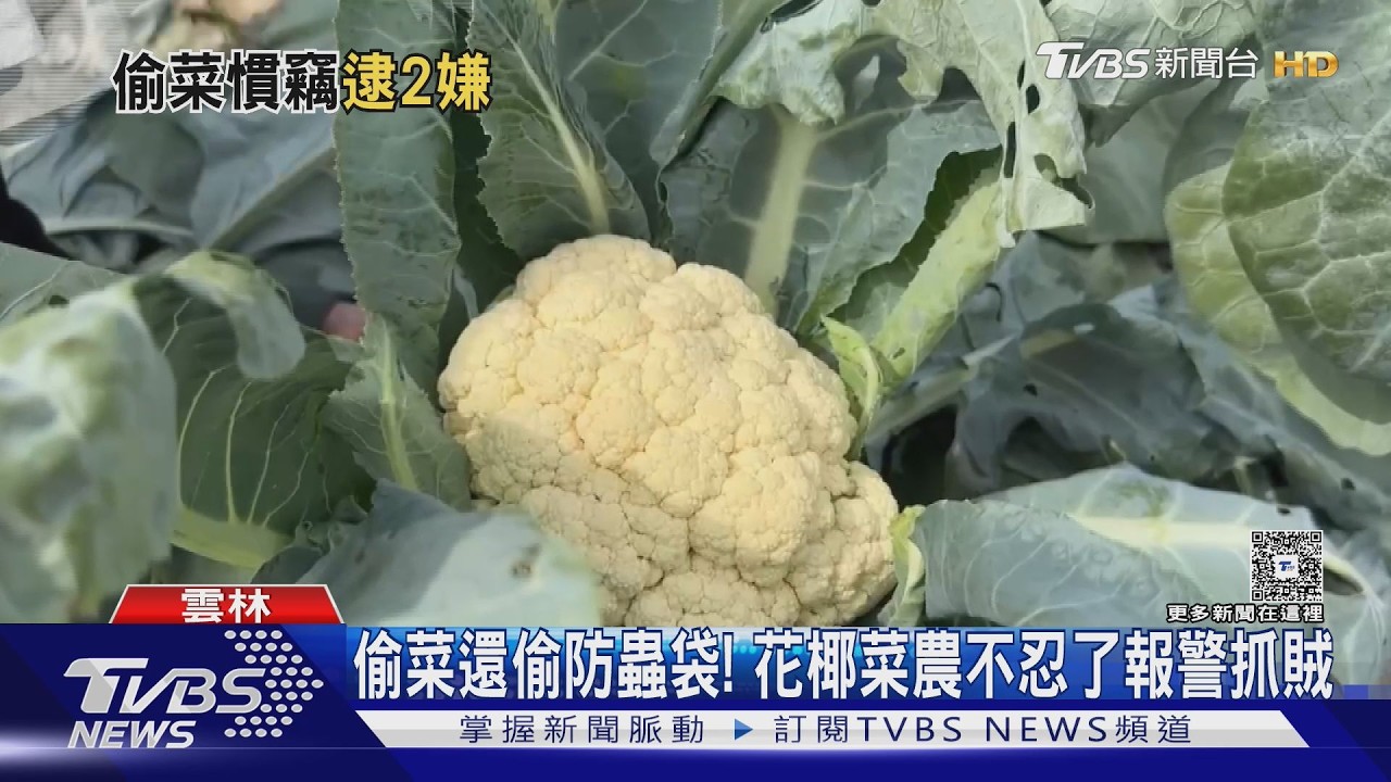 每季當開心農場偷? 雲林菜農不忍了報警抓賊｜TVBS新聞 @TVBSNEWS01