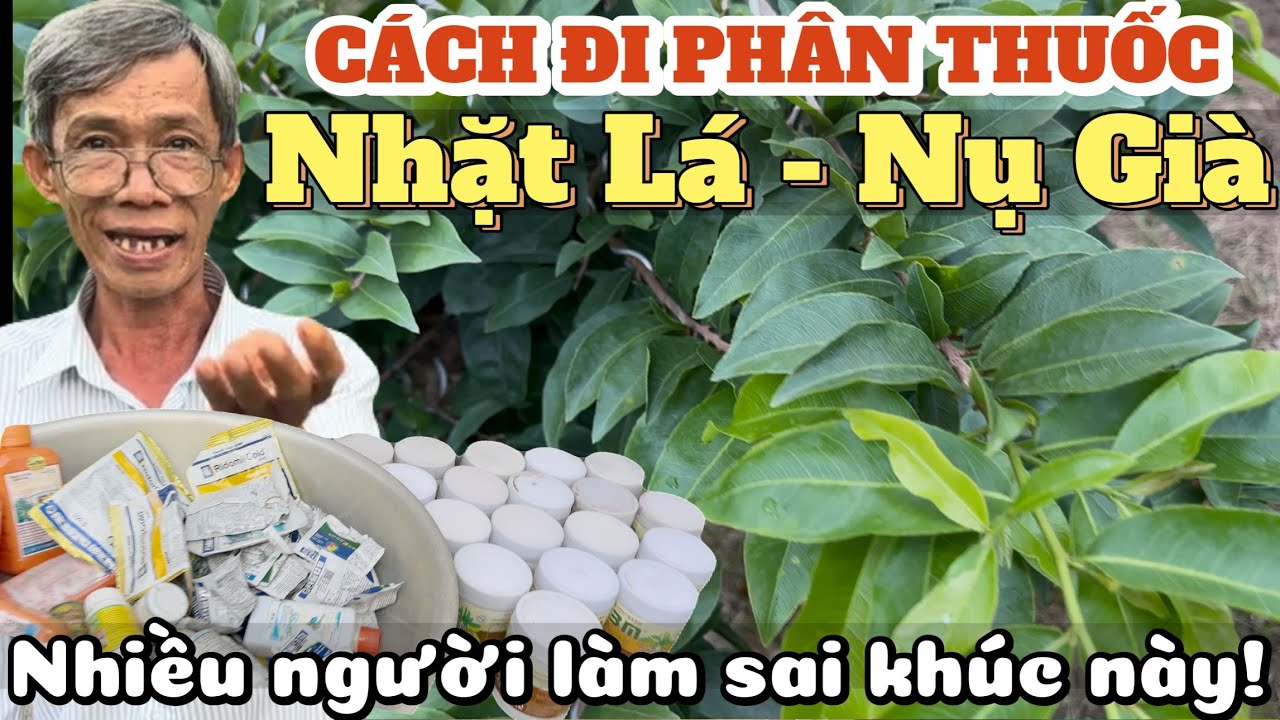 90% AE Mới Chơi Mai Làm Sai Khúc Này - Nghệ Nhân Bến Tre 30 Năm Chỉ Cách Đi Phân Thuốc Tết Bao Bông