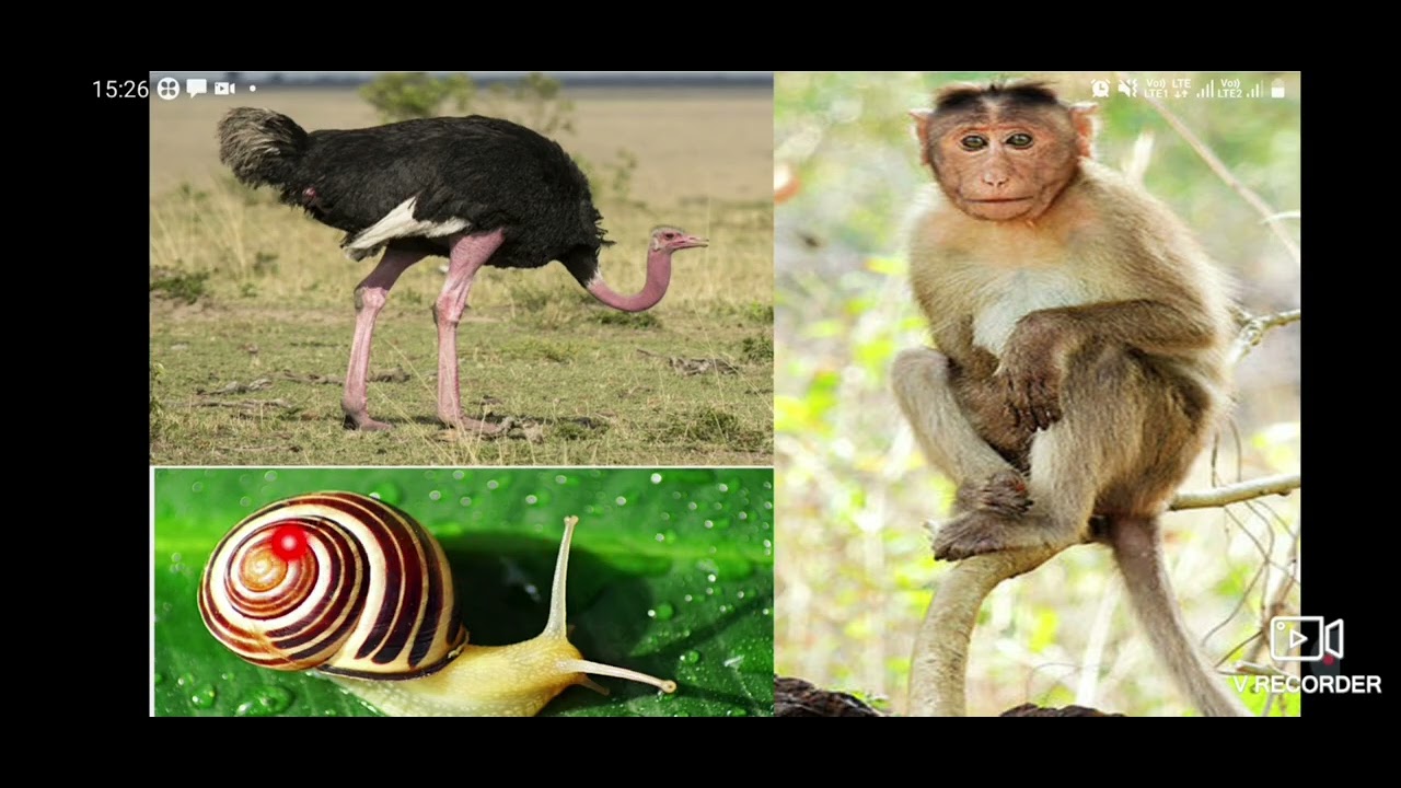 Habitat and adaptation 