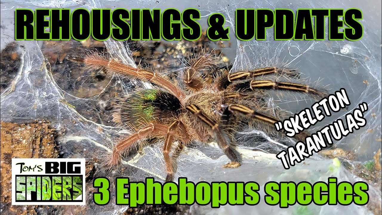 3 Ephebopus species 