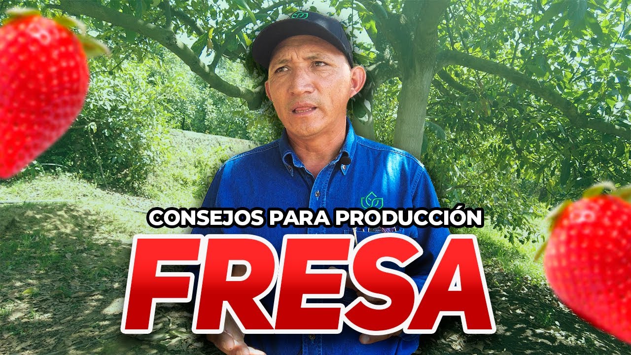 5 consejos para mejorar tu PRODUCCIÓN de fresa - Biotech México