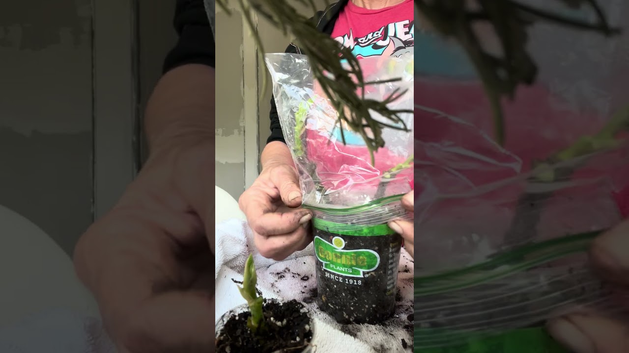 Propagating from your neighborhood! #garden #empowerment #gardening #propagation