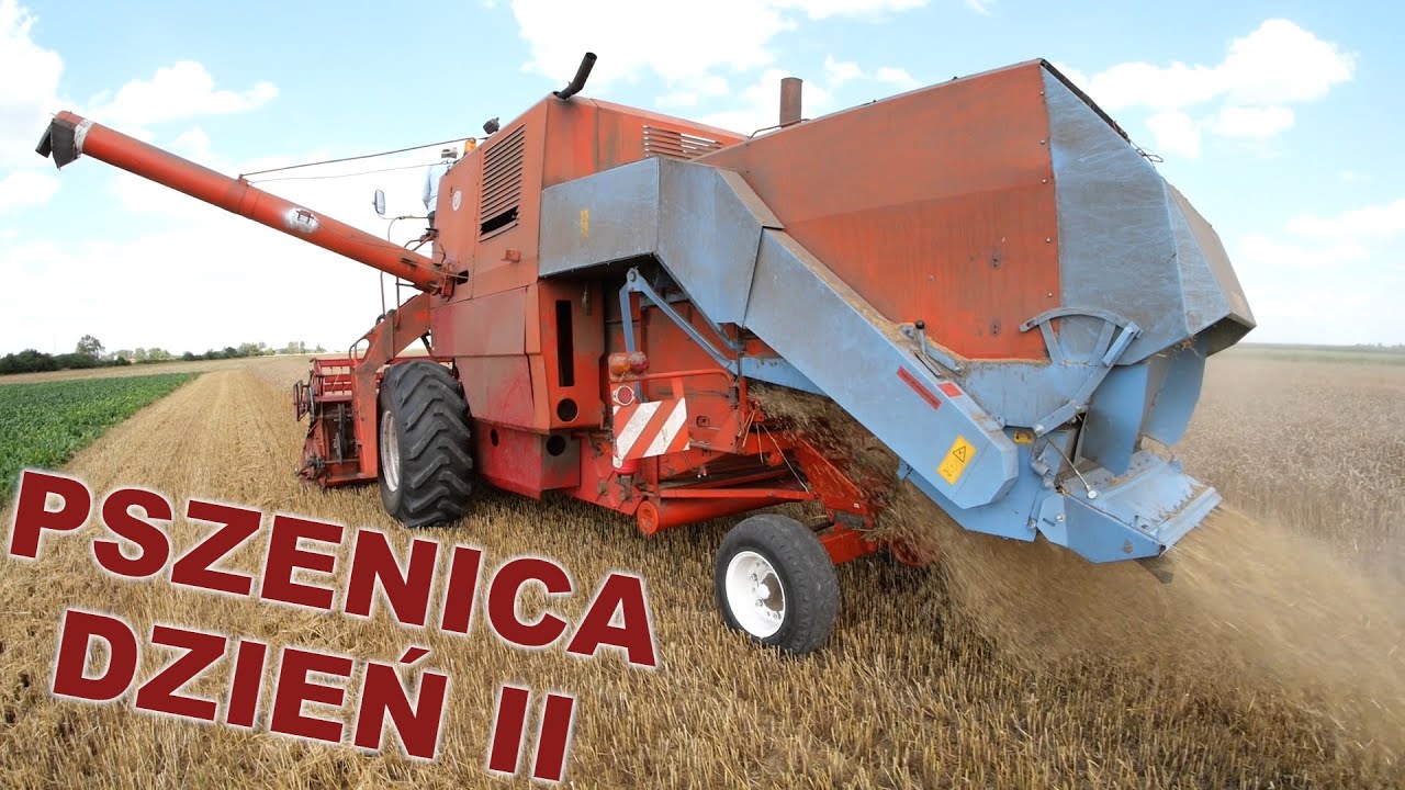 Żniwa pszenicy ozimej - Bizon Z056 (Dzień II)
