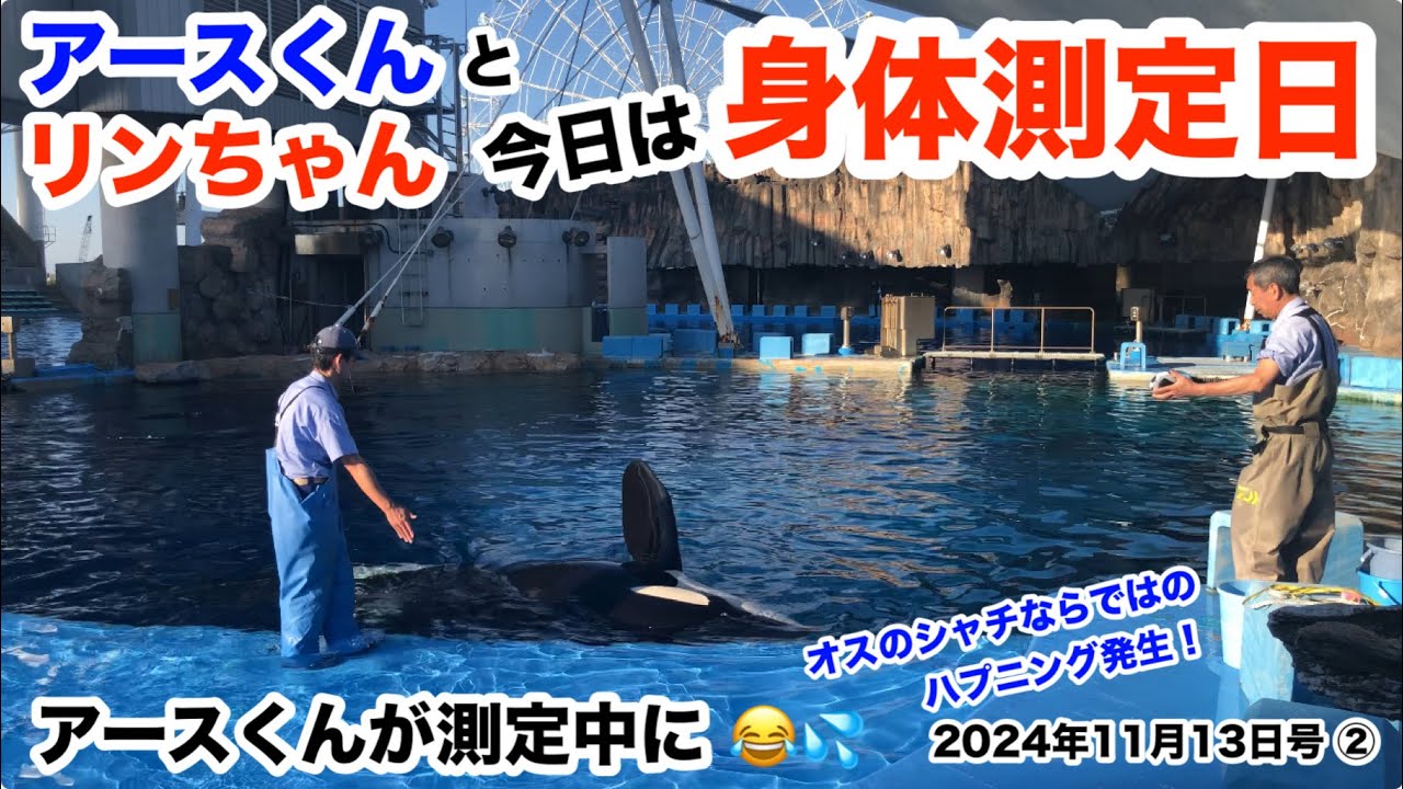 今日は身体測定日‼️アースくんにオスのシャチならではのハプニング発生 😂💦 2024年11月13日号②【名古屋港水族館】 #シャチ公開トレーニング #シャチのリンちゃんのお誕生日 #シャチのアースくん