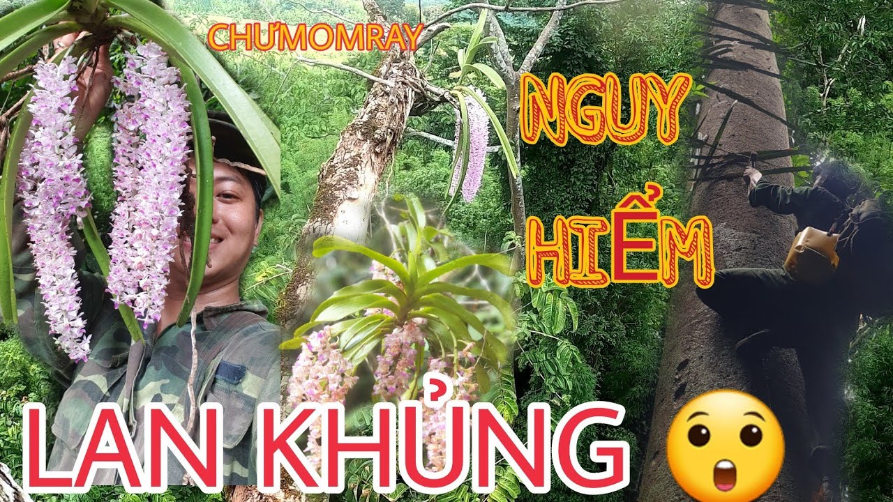 Tầm Lan Rừng Chưmomray: Hái Được Những Giề Lan Khủng Đang Nở Hoa Cực Đẹp | Người Tầm Lan