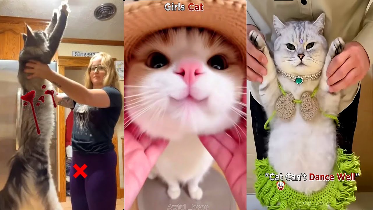 😸 TikToks de Gatos M&aacute;s Graciosos 2025 | 5 Horas de Risas con Los BRUSCHIMICHIS