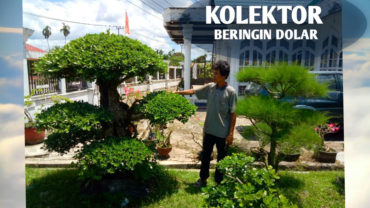 Bincang | review Beringin DOLAR Bonsai Taman Bersama Om Buton || CEK HARGA