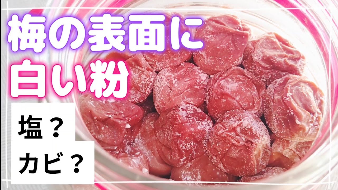 【梅の保存】表面に白い粉が出てきたので処理をしてから食べます