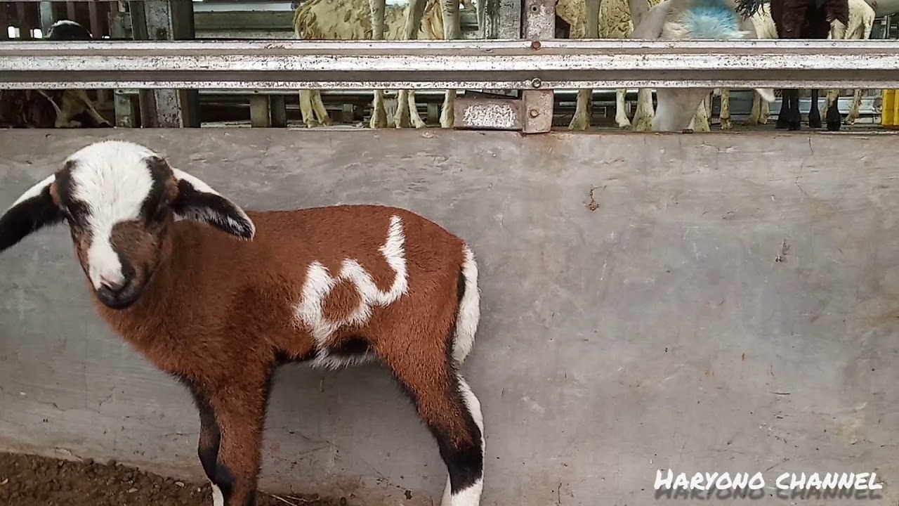 #KAMBING 22 || HASIL PERSILANGAN KAMBING JAWA DAN DOMBA GEMBEL
