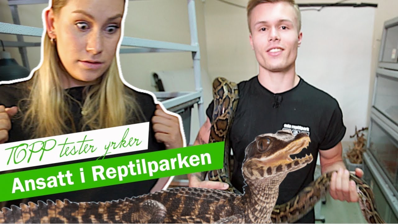 – Pass deg før han hogger! | TOPP TESTER YRKER: Reptilparken