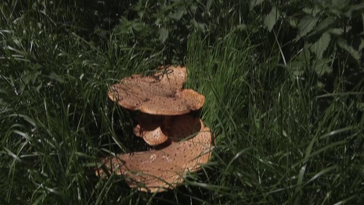 DE EENDENKOOI Les 3a: De eendenkooi als biotoop