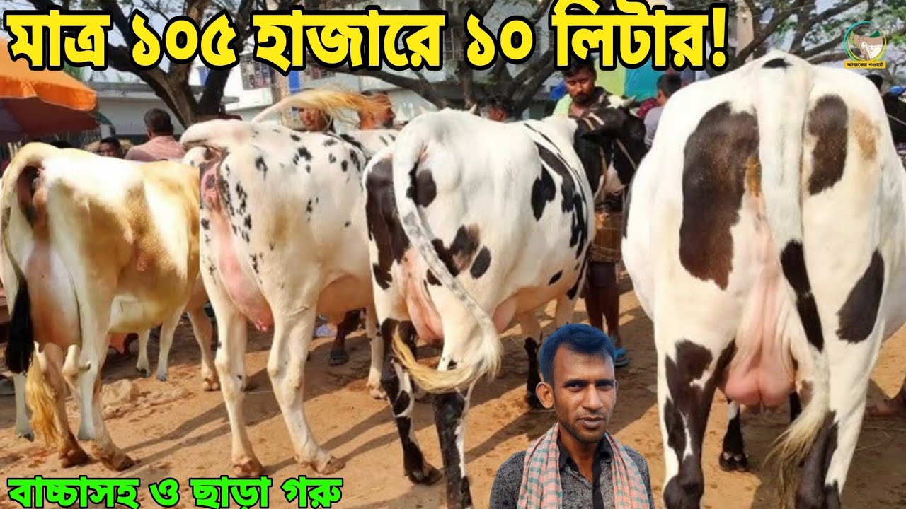 মাত্র ১০৫ হাজারে ১০ লিটার ও ১৩৫ হাজারে ১৩ লিটার দুধের গ্যারান্টি! বাচ্চাসহ দুধের গাভী অফারে বিক্রি! 