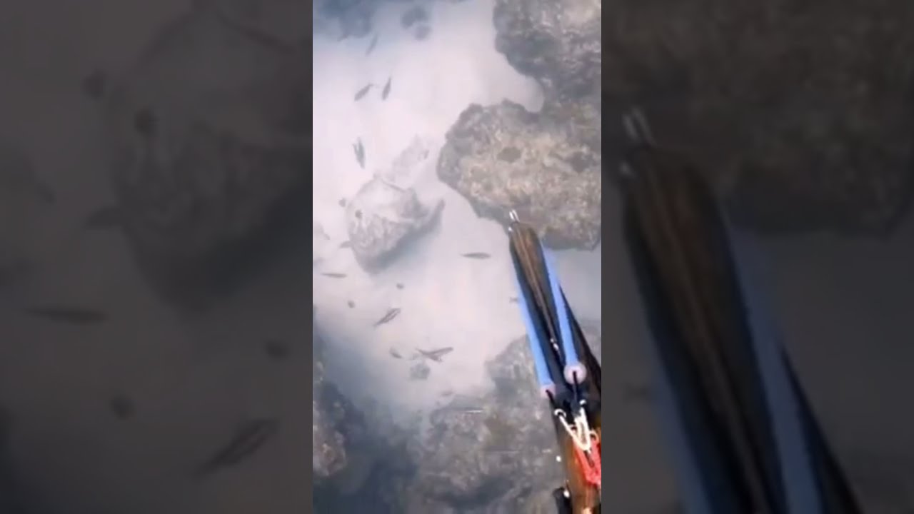 #spearfishing #panahikan #0041 Monster Kerapu Kentang #potatogrouper #pihismir