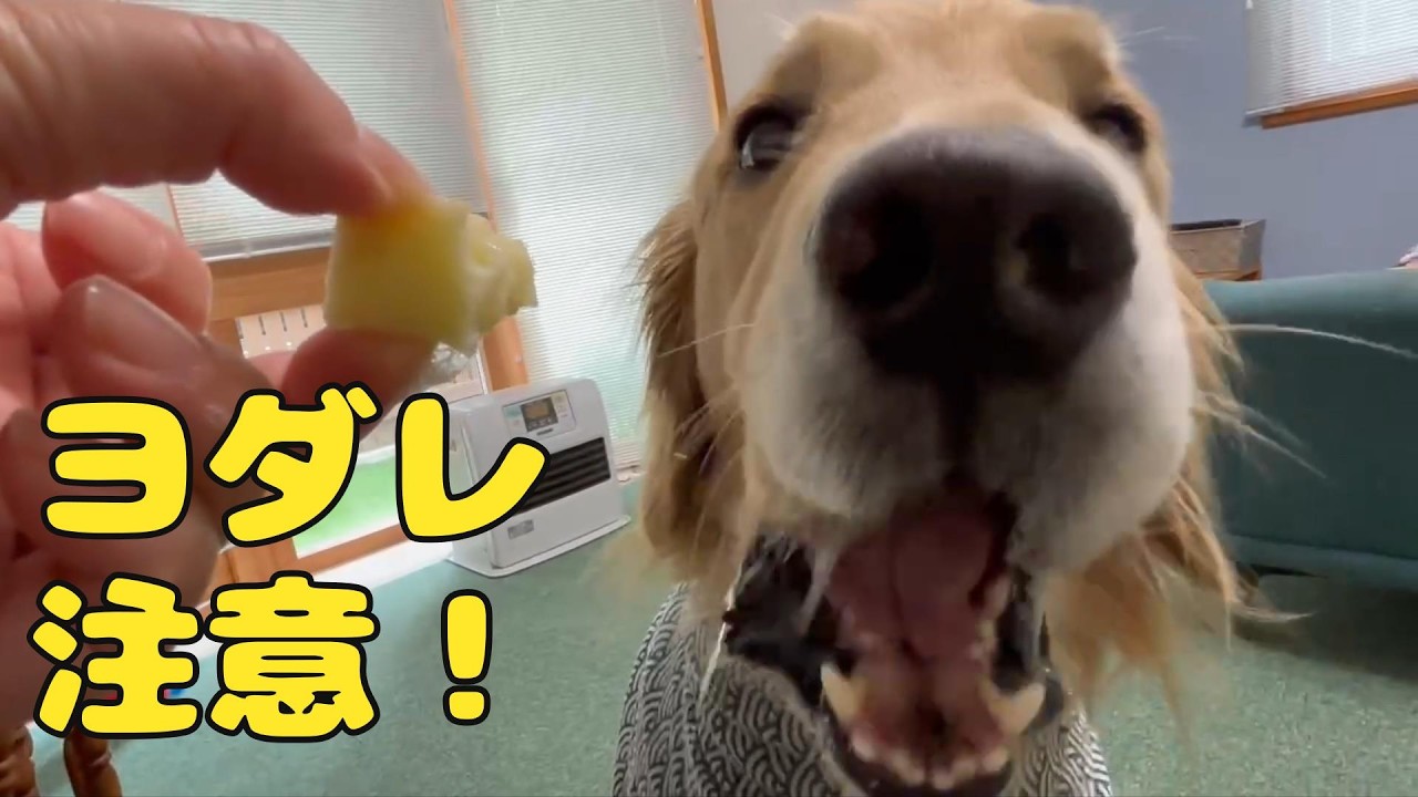 りんごを食べるゴールデンレトリバー