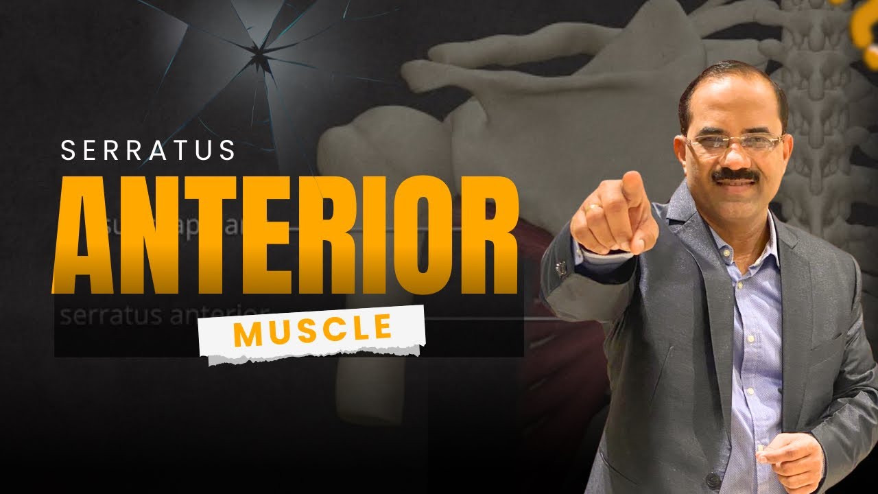 Master the Serratus Anterior Muscle: Full Anatomy, Actions & Winged Scapula Explained