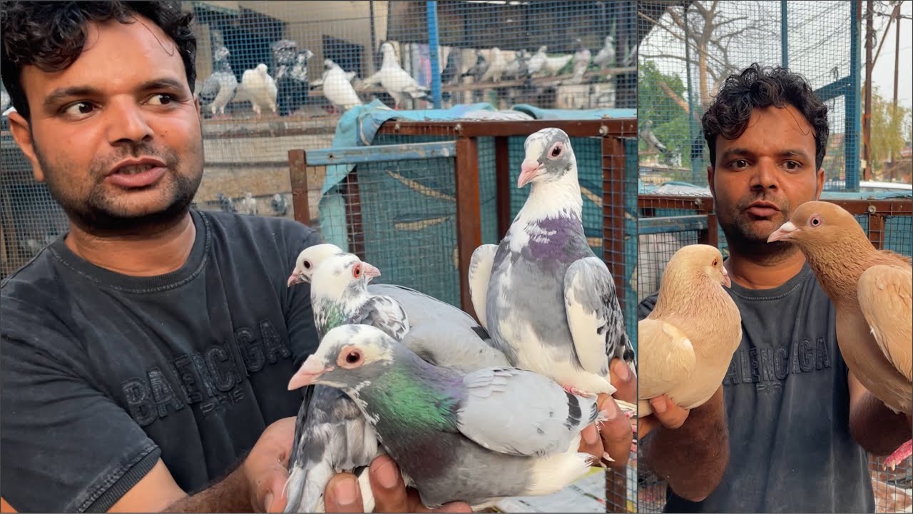 Shazad loni kabutar shop kabootar market loni sehzad pet shop Delhi white pigeons