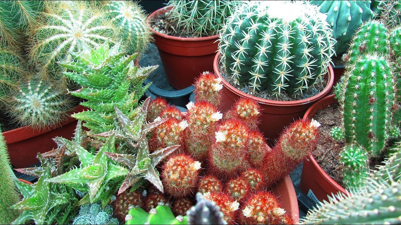 My Mammillaria elongata Cactus Plant 'Copper King' 'Ladyfinger cactus' in dainty white Flower