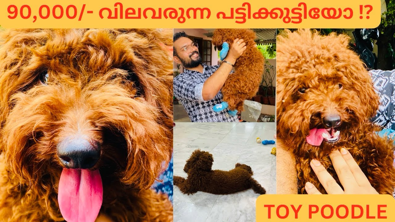 🎶🎤പാട്ട് പാടുന്ന പട്ടിക്കുട്ടി🎵 | MICKY - THE TOY POODLE 🐩 | INTELLIGENT PUPPY 🐶 | MUST WATCH 😍