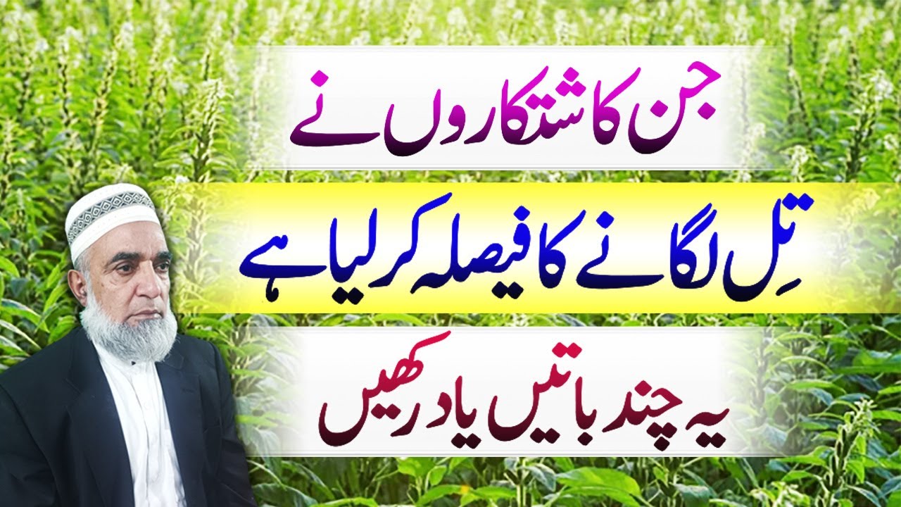 Impotat Tips for Sesame growers in 2025 || Crop Reformer