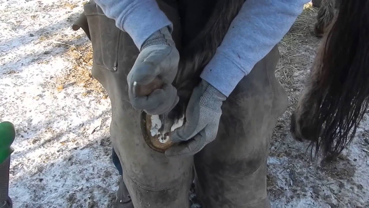Hufpflegetermin, Hufpflege, Barhufpflege, Hufbearbeitung, Pferd, Pony,