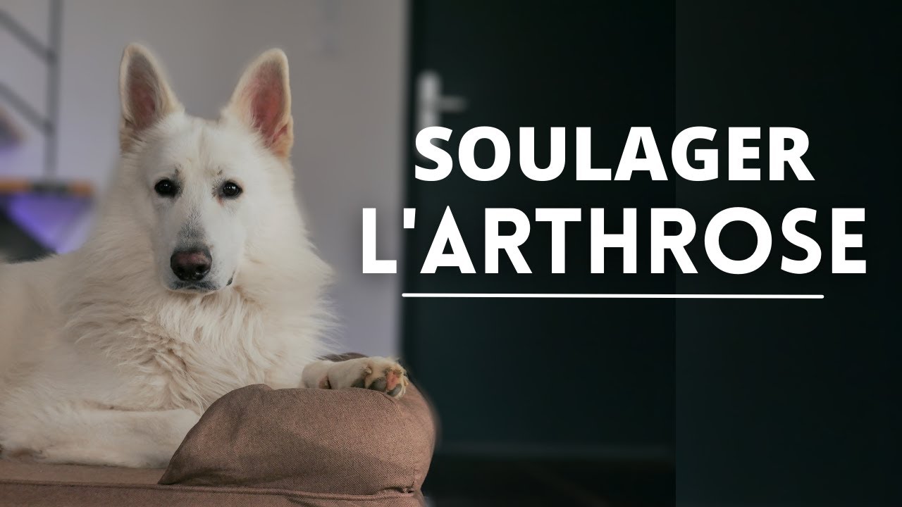 SOULAGER LES DOULEURS ARTICULAIRES DU CHIEN
