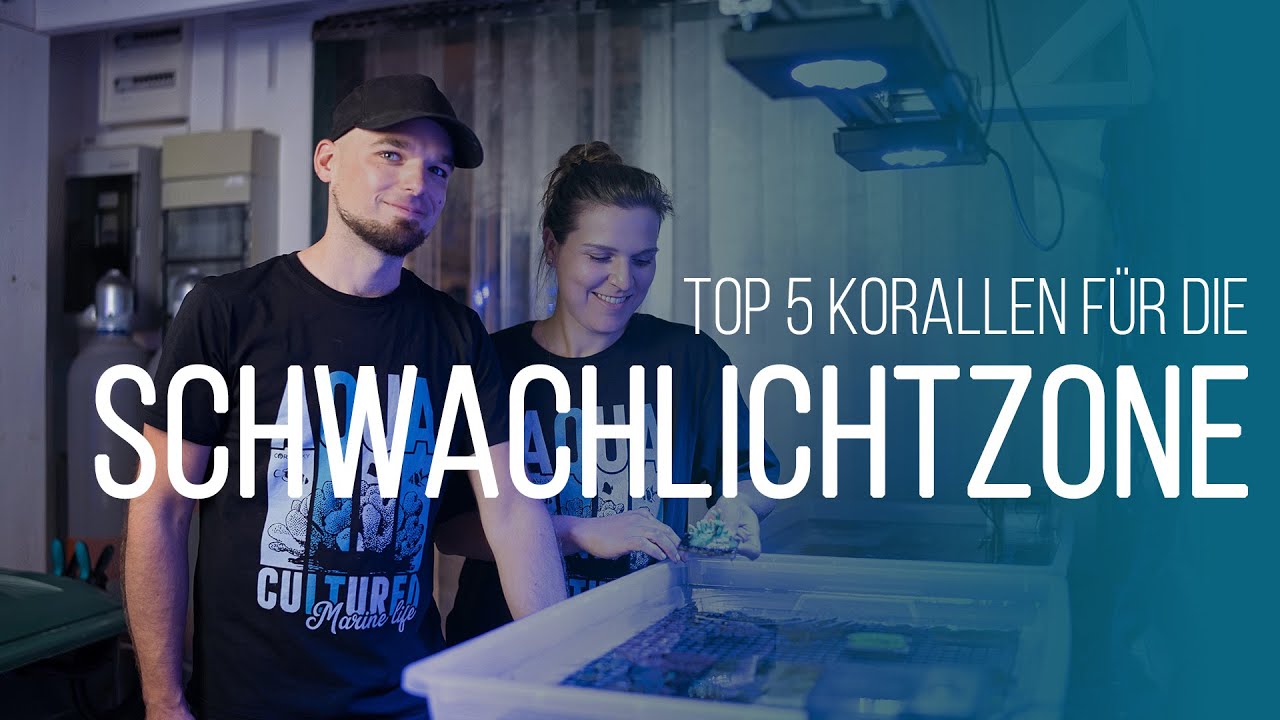 TOP 5 | Korallen f&uuml;r die Schwachlichtzone | Coralaxy