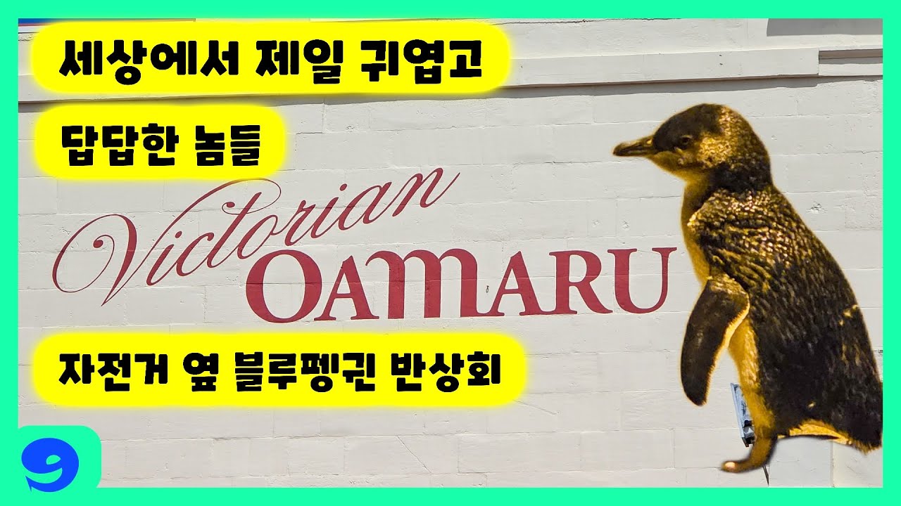 NZ09 뉴질랜드 Oamaru에서의 하루 ; 거리에서 만난 블루펭귄