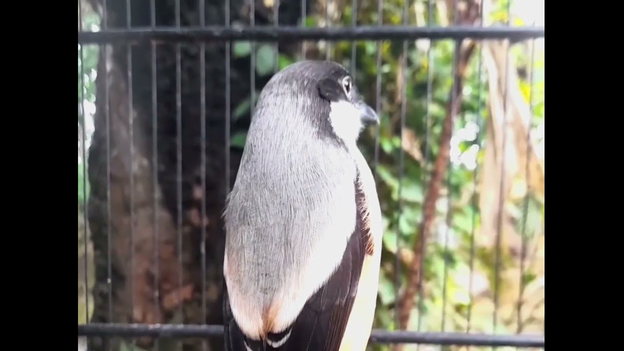 KAPAS TEMBAKNYA BOLO JIAN MEWAH TENÀN #cendetgacor #bodbodcendet #masteran #burung #cendet 