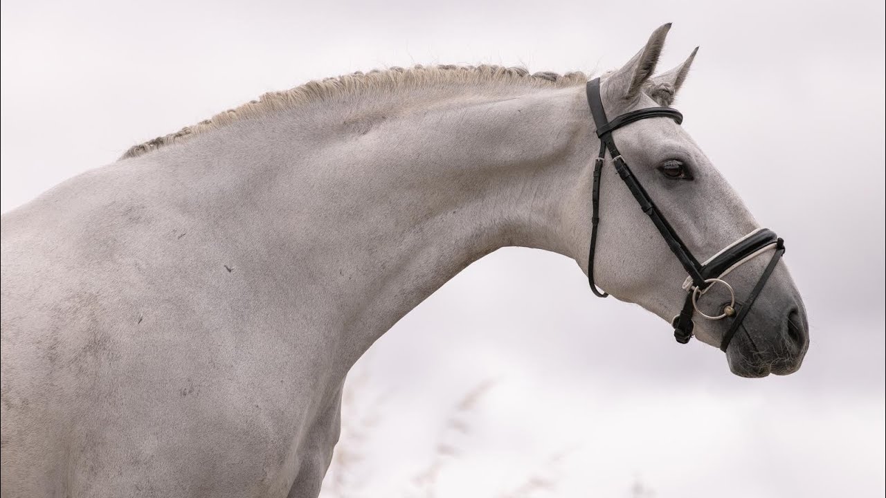 SCHOOLMASTER ALERT - Lusitano gelding 6 years 16.2hh PSG-level piro-free x-rays
