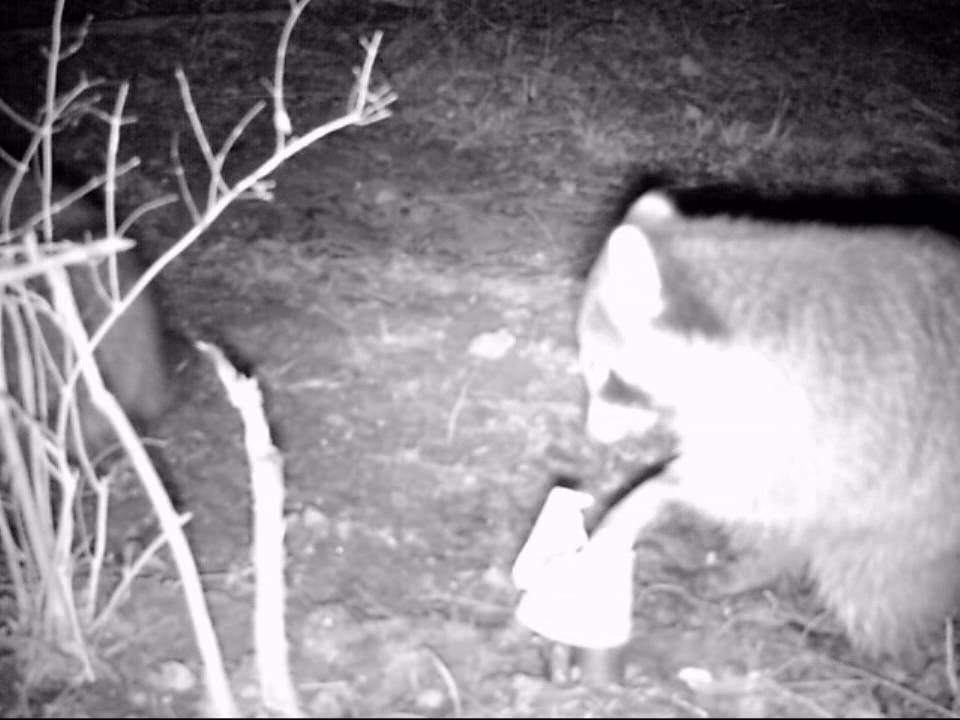 Raccoon get caught in a dp duke dog proof trap