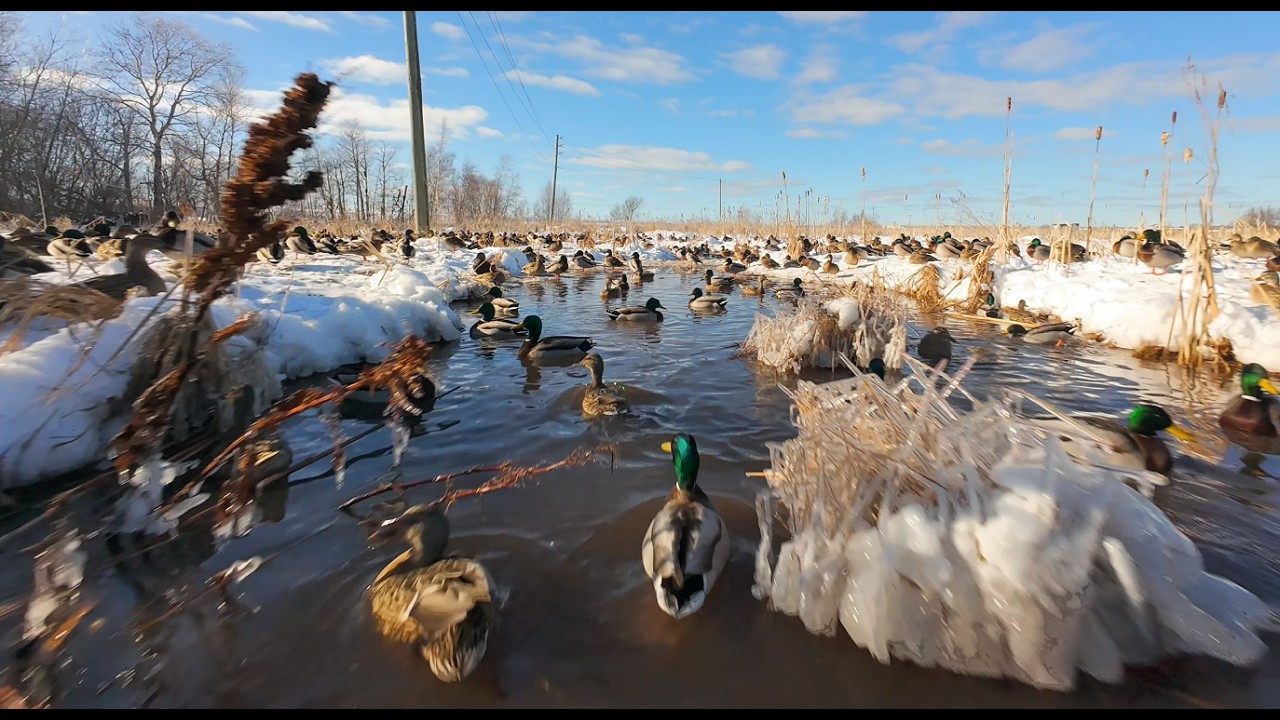 5 inch Freestyle Drone Duck Shot