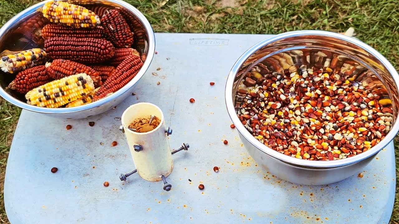 De-Kerneling Corn by Hand to Store & Use Later