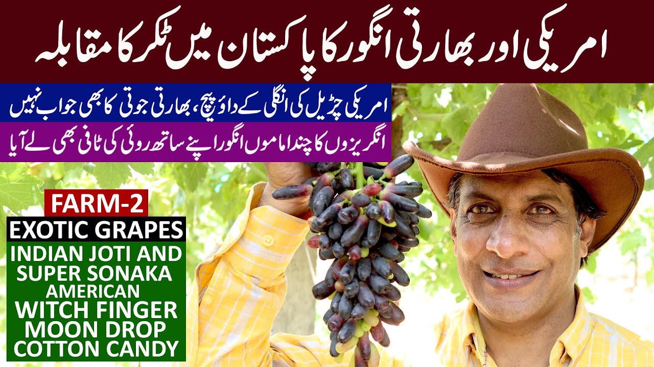 SUPER amazing GRAPES of India and USA in Pakistan | Farm # 2 @GulGrapesFarms