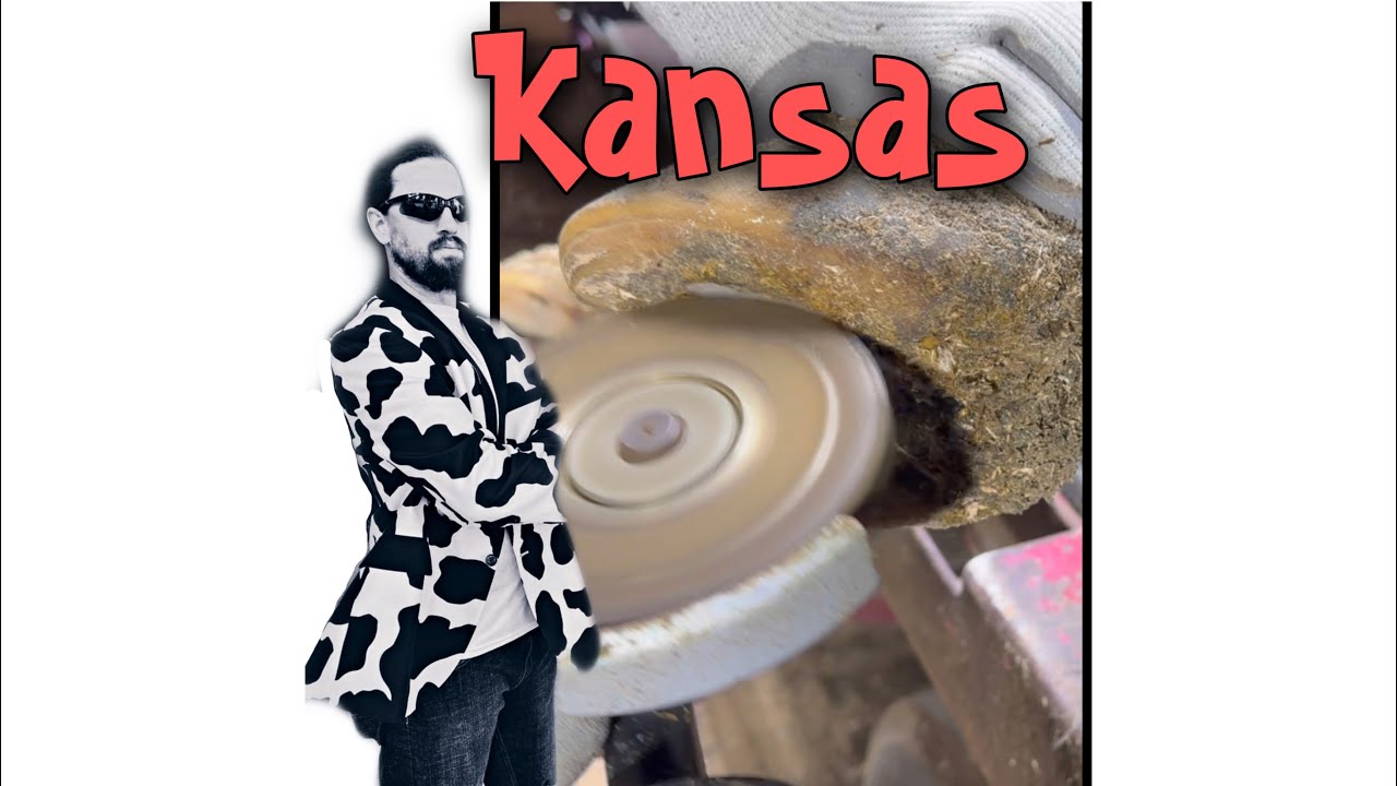 KANSAS trimming a cow