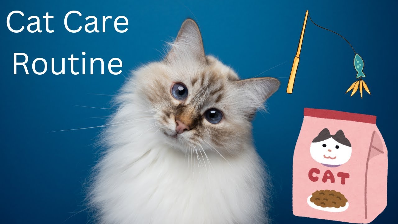 Ultimate Cat Care Routine 😺 | Daily & Weekly Tips for a Happy, Healthy Cat!
