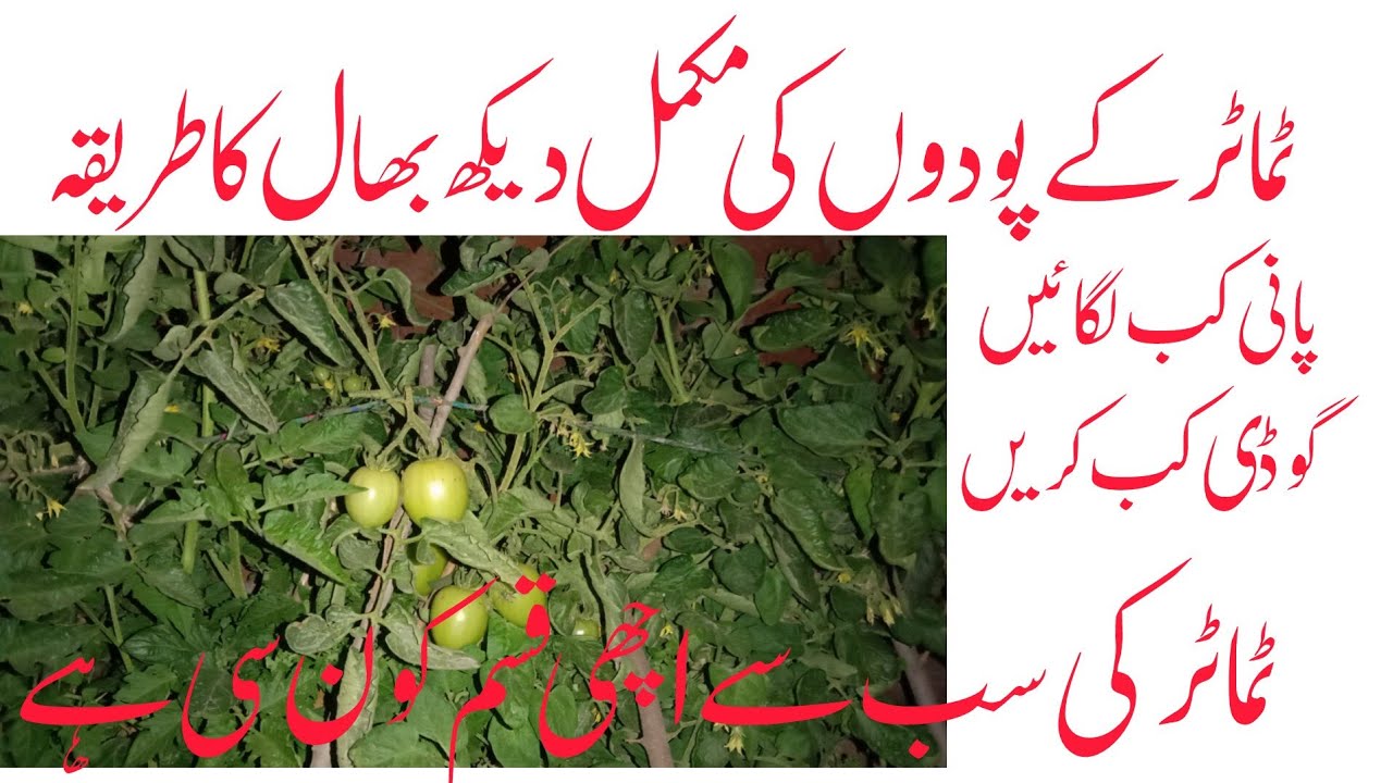 Tomato farming at home 🏠| Important tips 😲|Why tomato plants falls down..? 🤔| Step by step guide 🍅