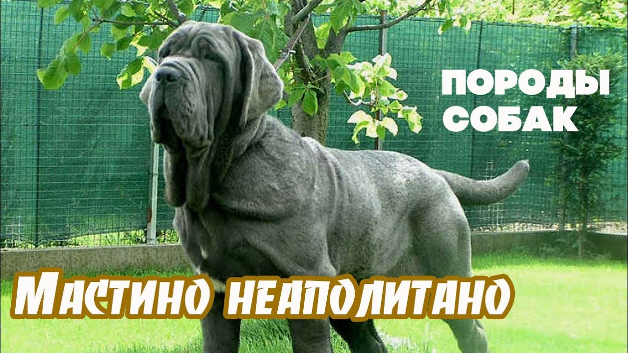 Породы собак. Мастино неаполитано