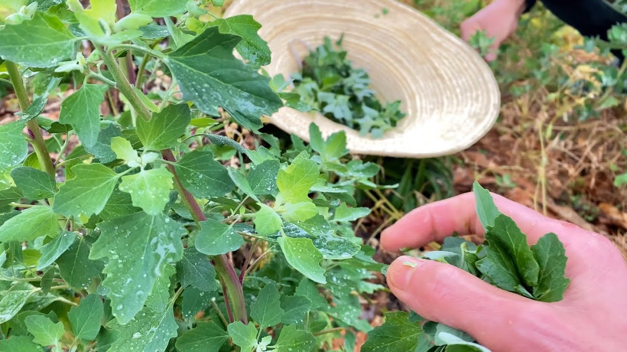 Foraging wild edibles plants Chenopodium album recipes