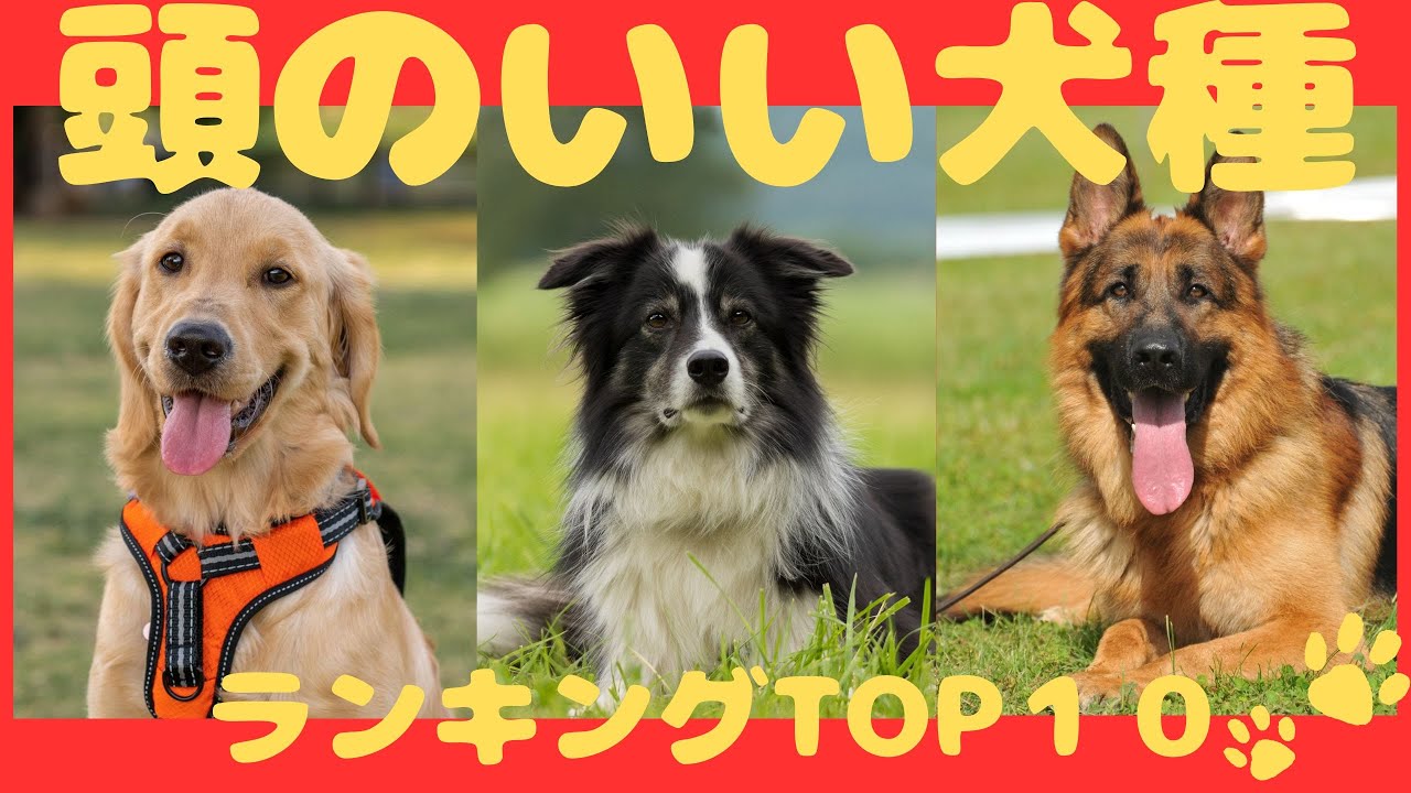 【徹底解説】頭のいい犬種ランキングTOP１０