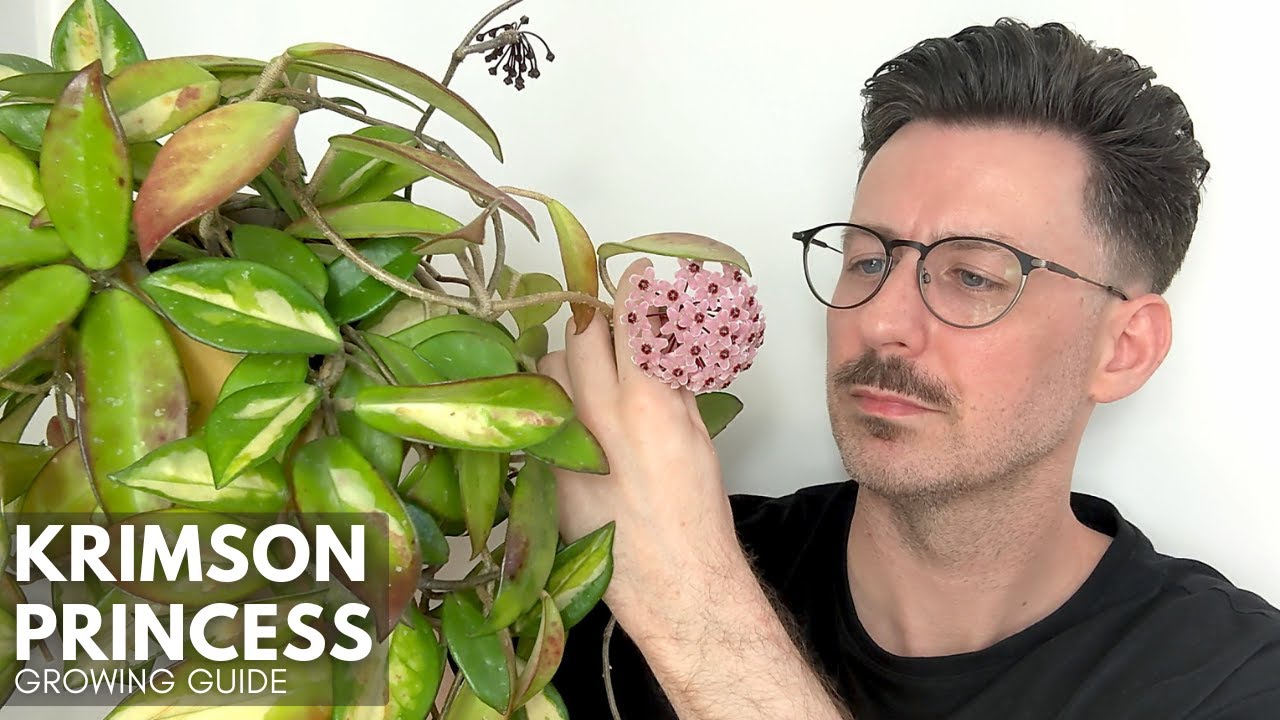 Krimson Princess Care Guide with Tips and Tricks