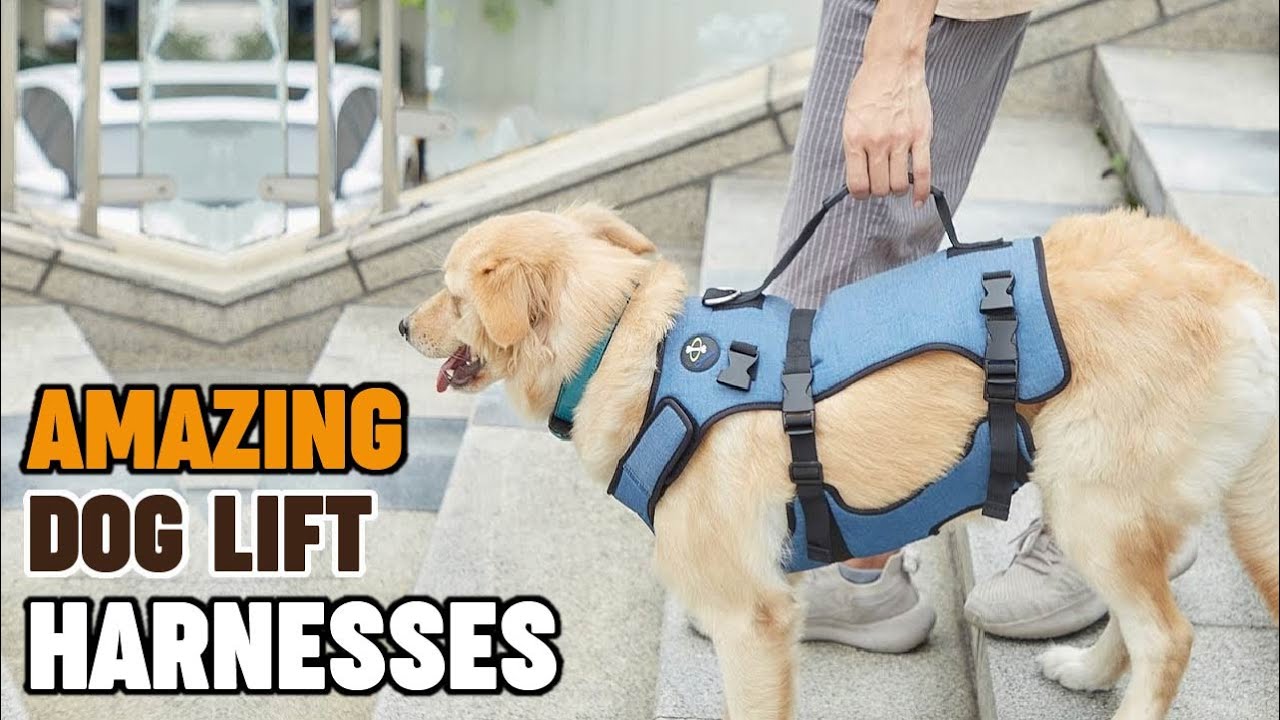 Dog Lift Harnesses : Most Popular Dog Lift Harnesses in Review